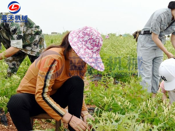 河北邯鄲金銀花烘干機現場(chǎng)