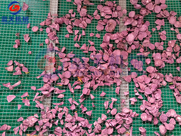 四川紅薯干烘干機烘干現場(chǎng)